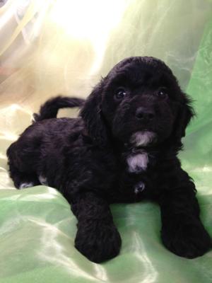 Iowa's Top Dog Breeders Brian and Karen Sterrenberg Welcome Mini Goldendoodle Buyers from Minnesota, Wisconsin and Illinois.
